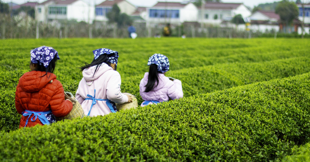春季茶叶茶山采茶背景图片