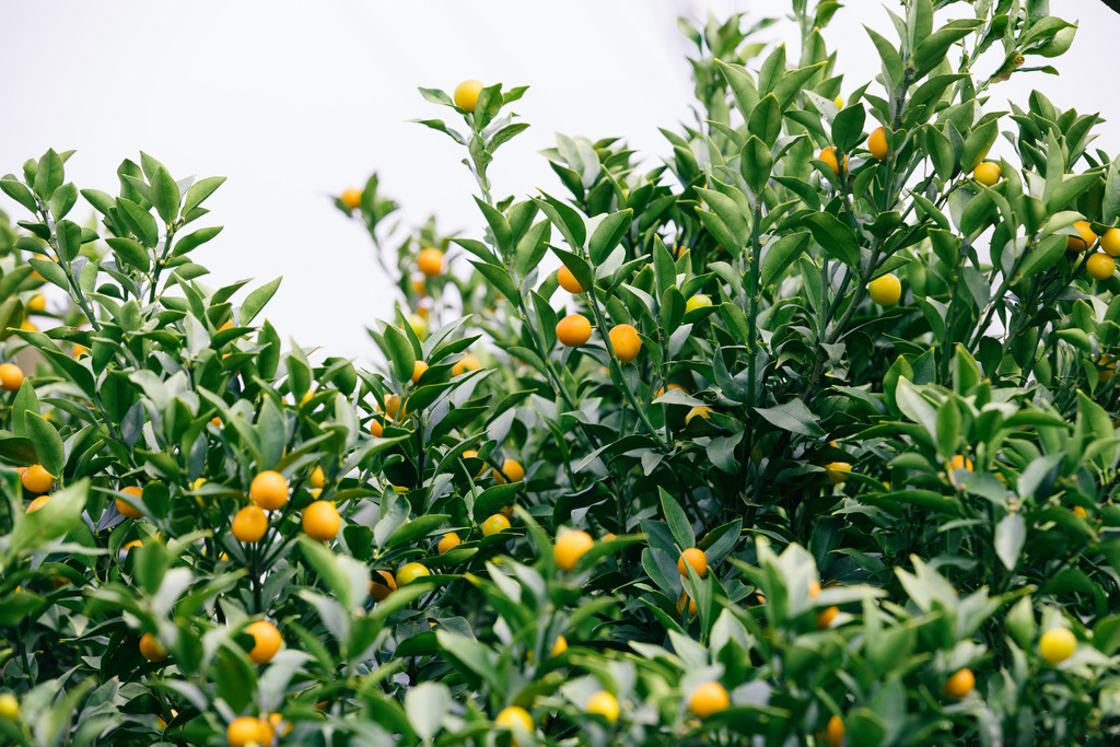 成熟的橘子果树图片