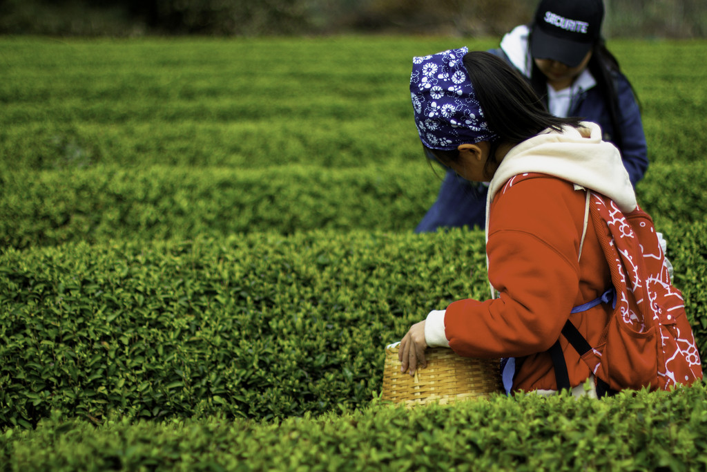 春季茶叶茶山采茶背景图片