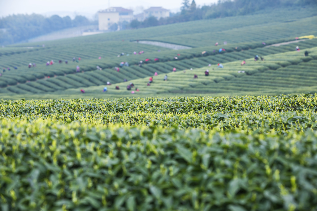 春季茶山风景风光背景图片