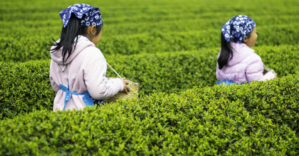 春季茶叶茶山采茶背景图片