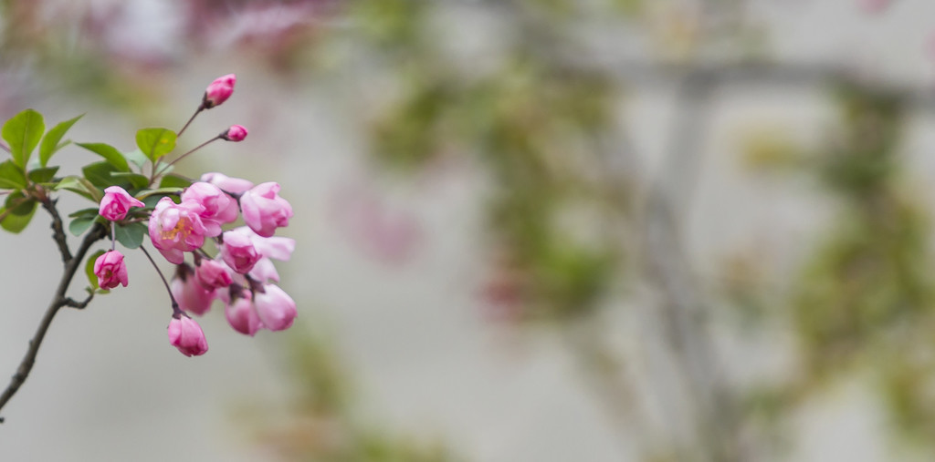 春天小清新花卉背景图片