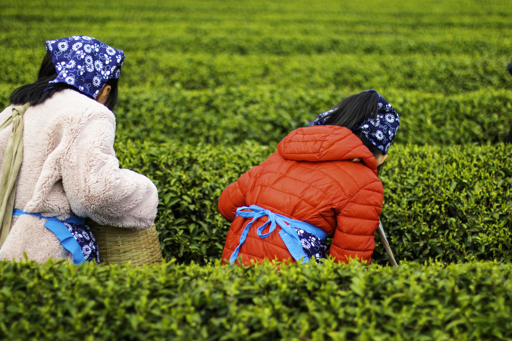 春季茶叶茶山采茶背景图片