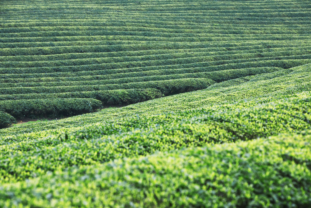 春季茶山风景风光背景图片