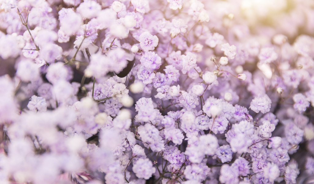 春天小清新花卉背景图片