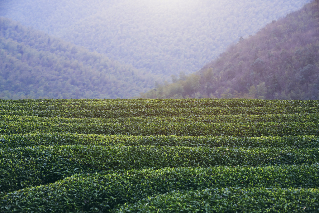 春季茶山风景风光背景图片