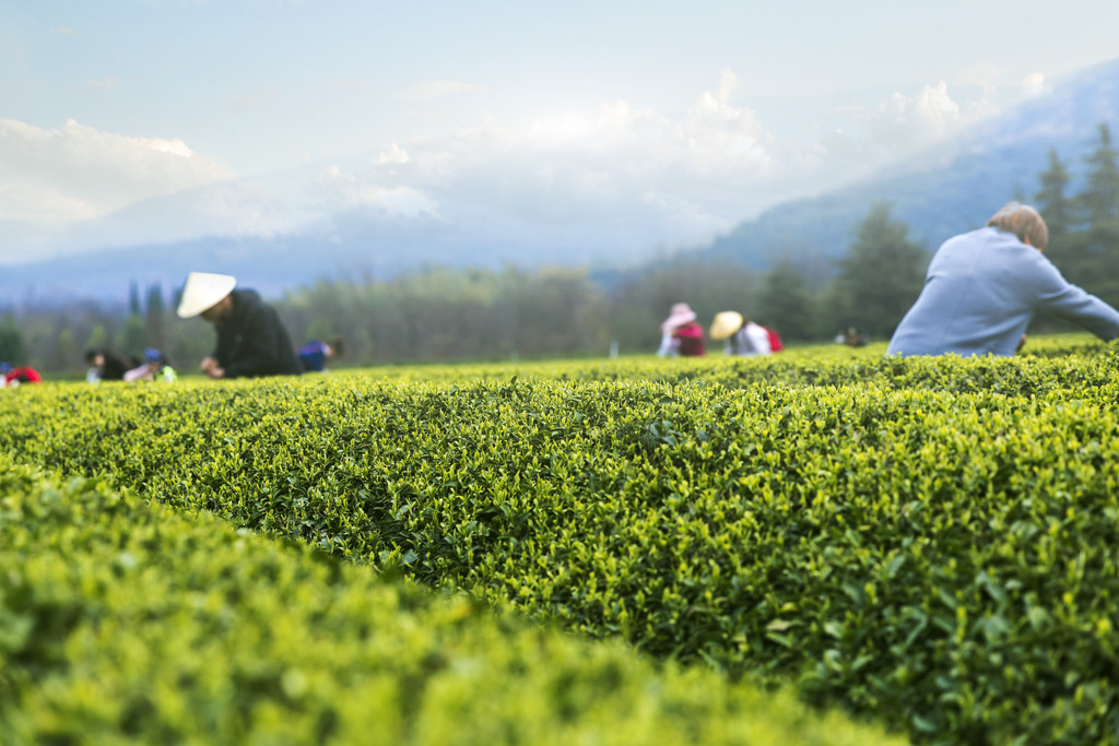 春季茶叶茶山采茶背景图片