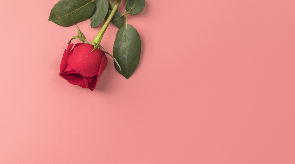 520鲜花玫瑰花520背景图片七夕情人节情人节玫瑰花背景图片