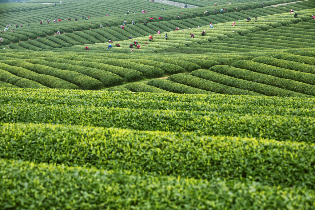 春季茶山风景风光背景图片