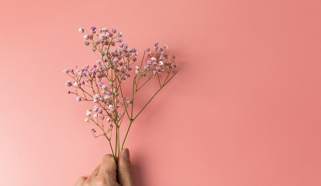 春天鲜花紫色满天星背景图片