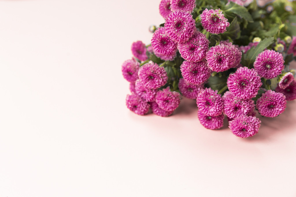 粉色鲜花小雏菊背景图片