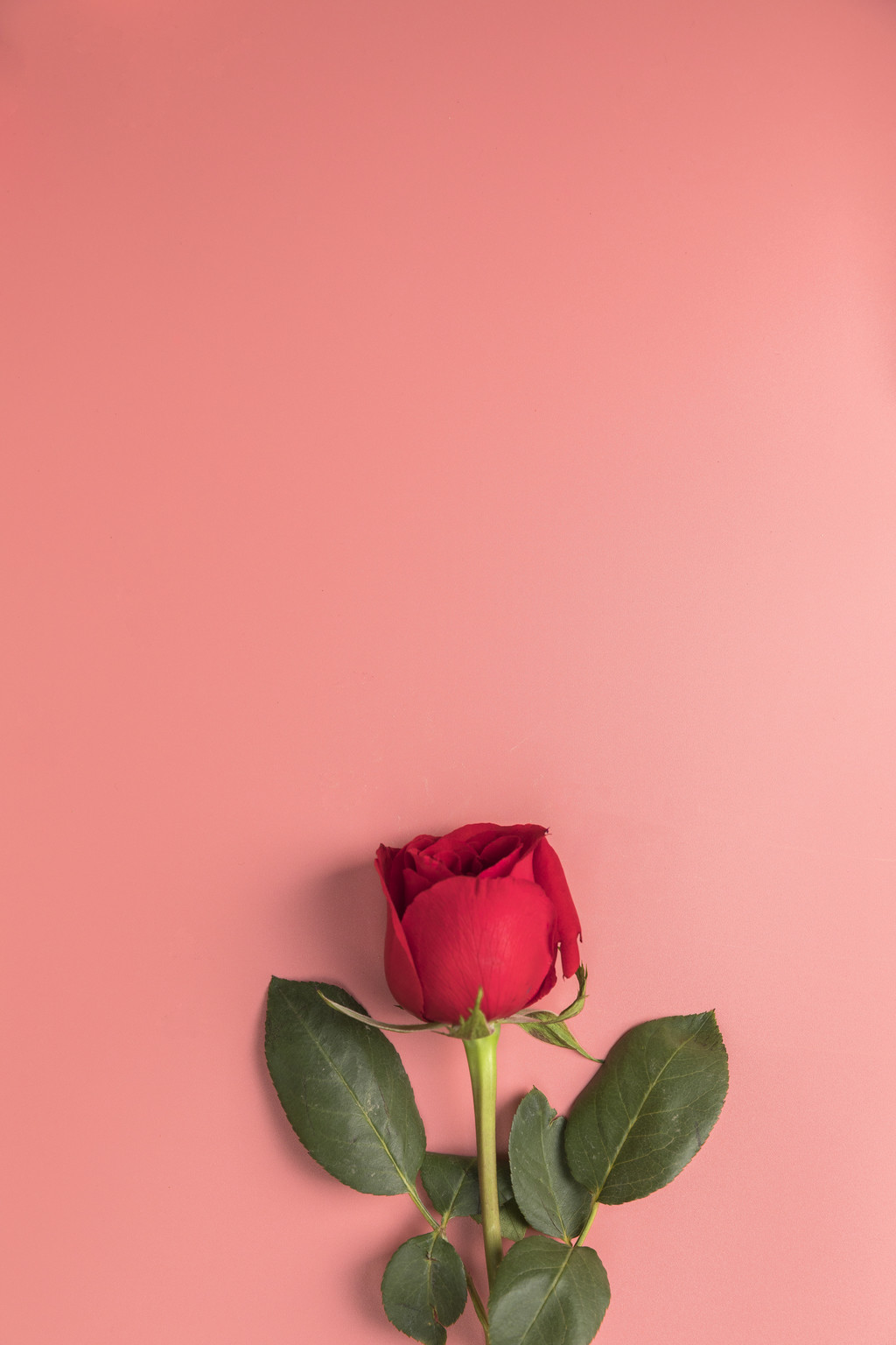 粉色情人节玫瑰花背景图片