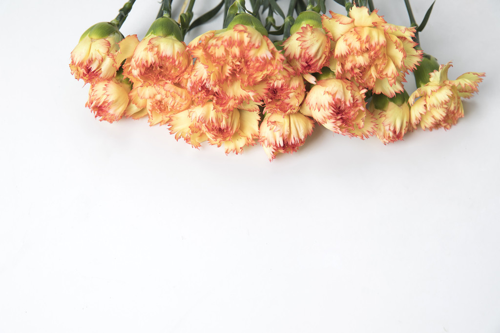 黄色康乃馨背景图片