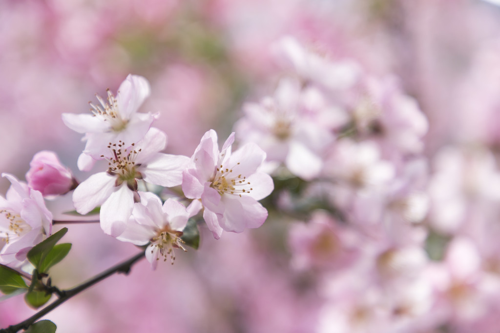 春天粉色樱花桃花背景图片