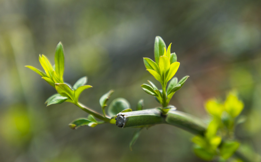 春天清明绿植背景图片