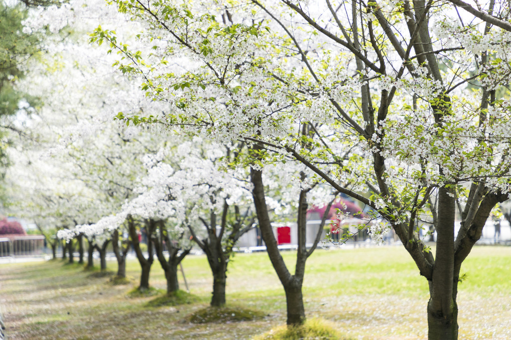 校园风景风光樱花背景图片