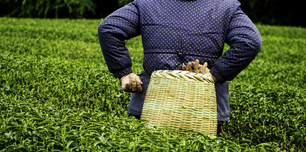春季茶叶茶山采茶背景图片