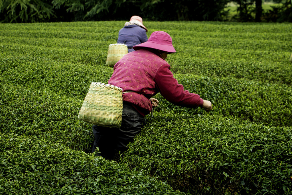 春季茶叶茶山采茶背景图片