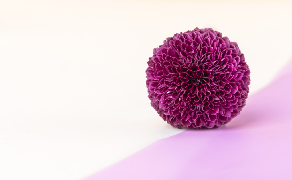 极简小清新紫色绣球花背景图片