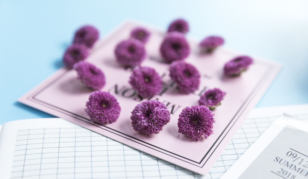 鲜花小雏菊背景图片