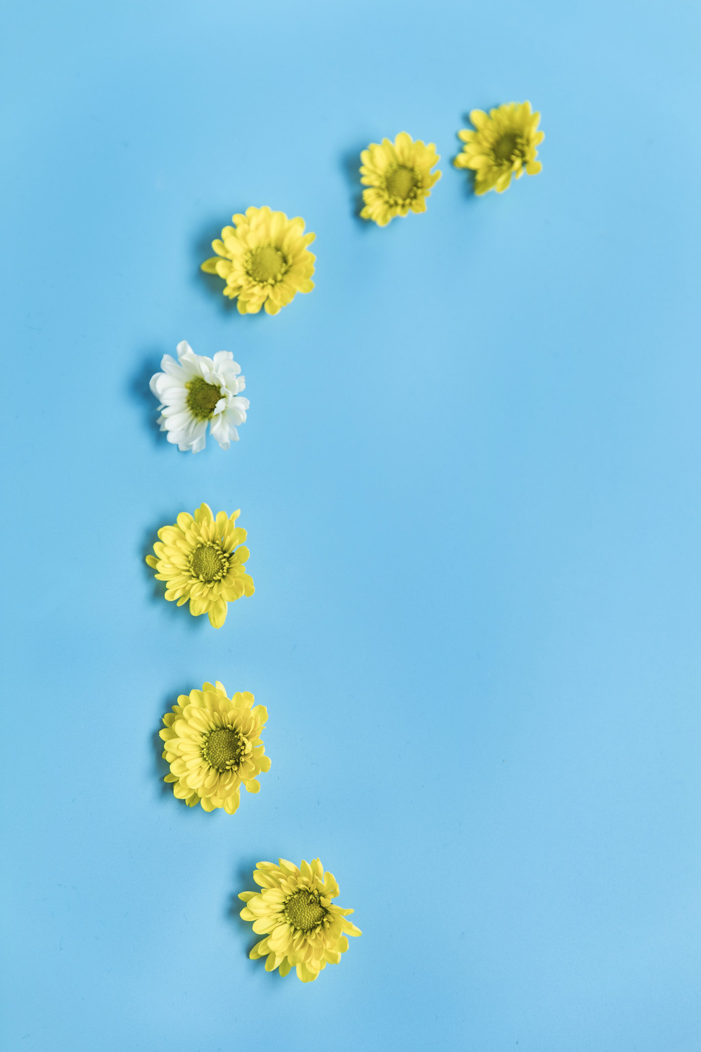 鲜花小雏菊背景图片