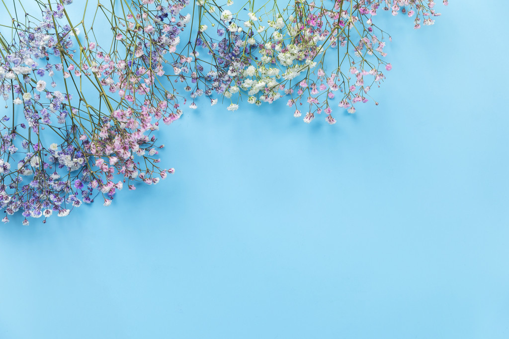 春天鲜花紫色满天星背景图片