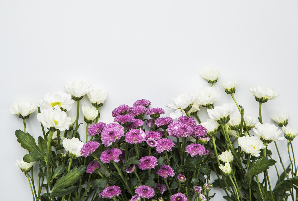 粉色鲜花小雏菊背景图片