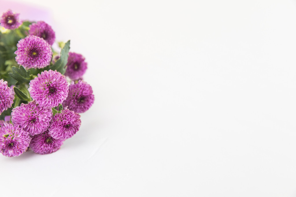 粉色鲜花小雏菊背景图片
