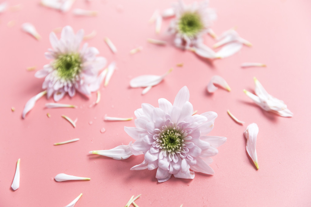 鲜花小雏菊背景图片