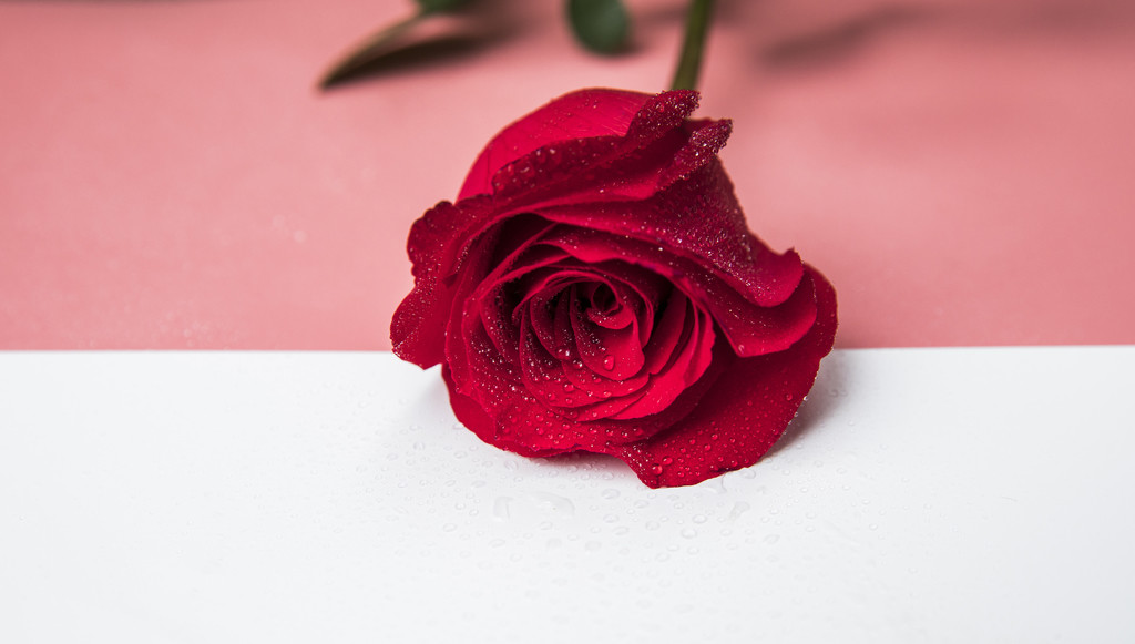 情人节玫瑰背景图片