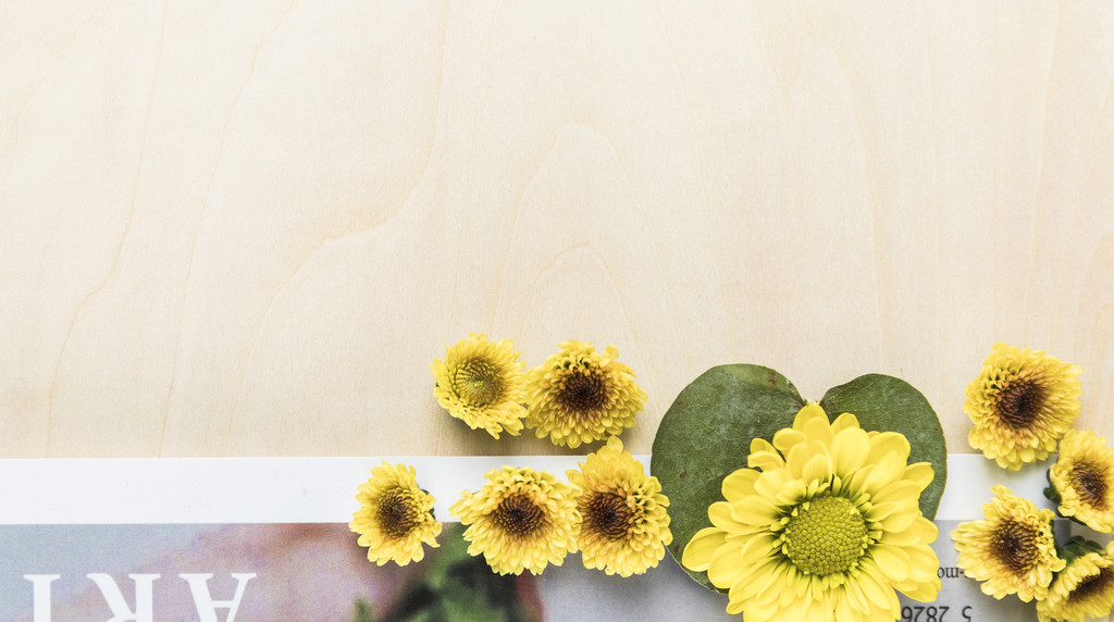 鲜花小雏菊背景图片