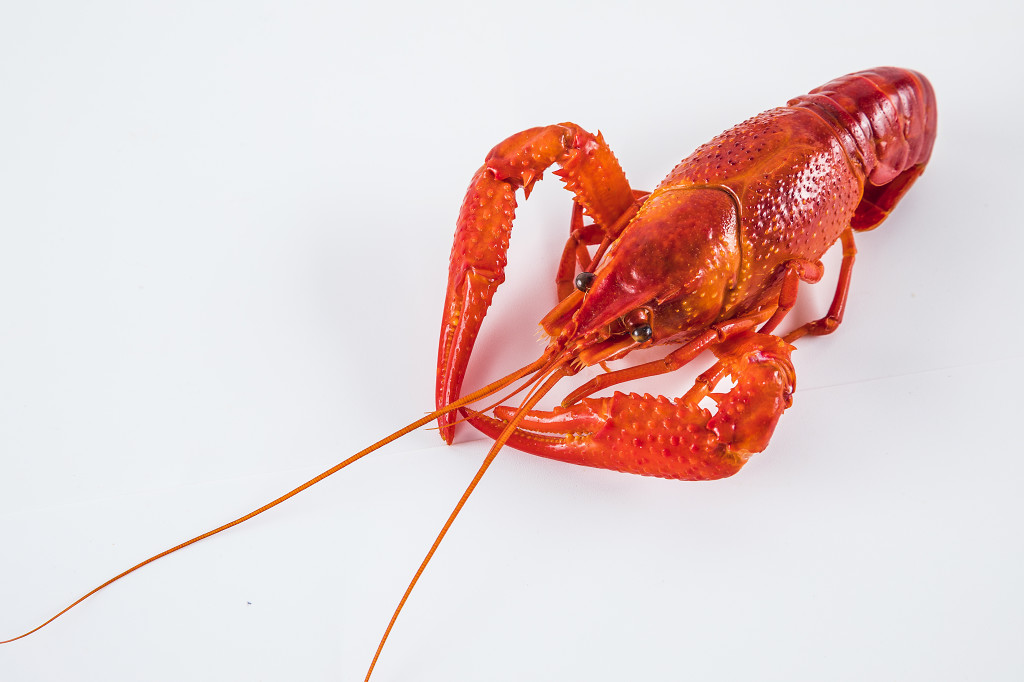 白底红色小龙虾