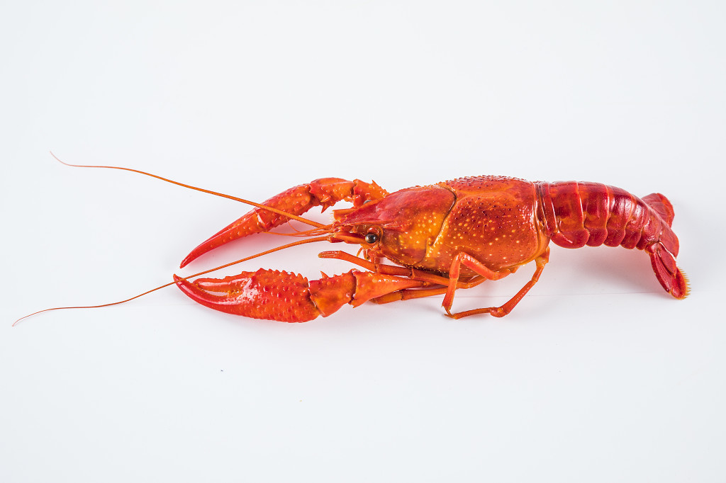 餐饮小龙虾