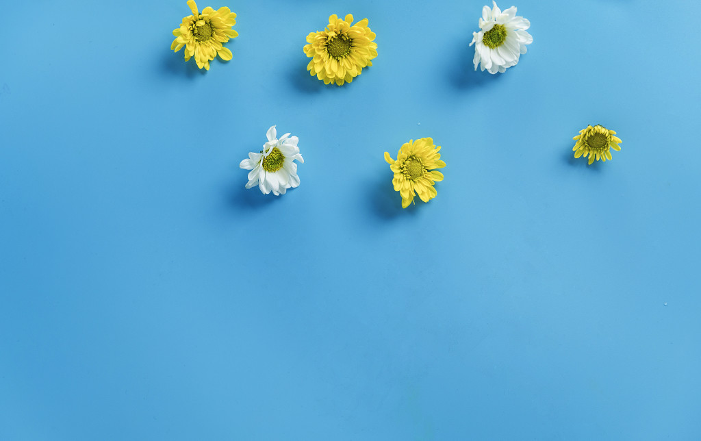 蓝底鲜花小雏菊图片