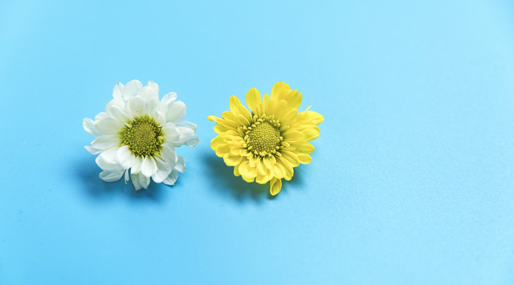 蓝底鲜花小雏菊图片