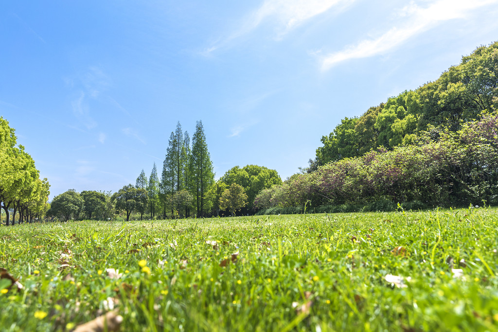 校园树木树林林荫小路图片