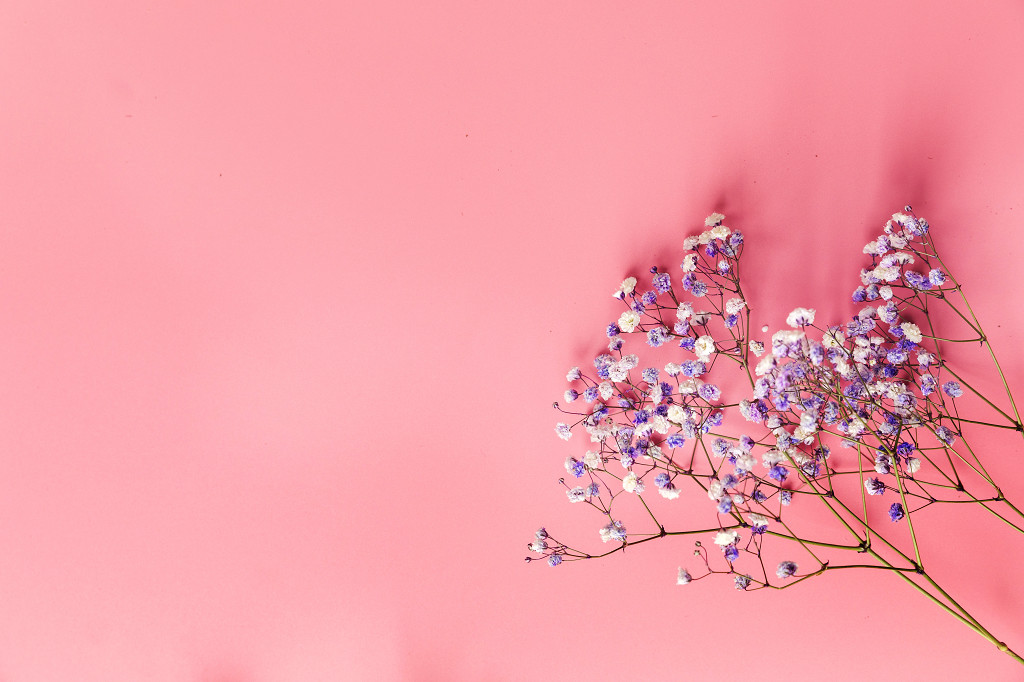 春天花卉满天星背景图片