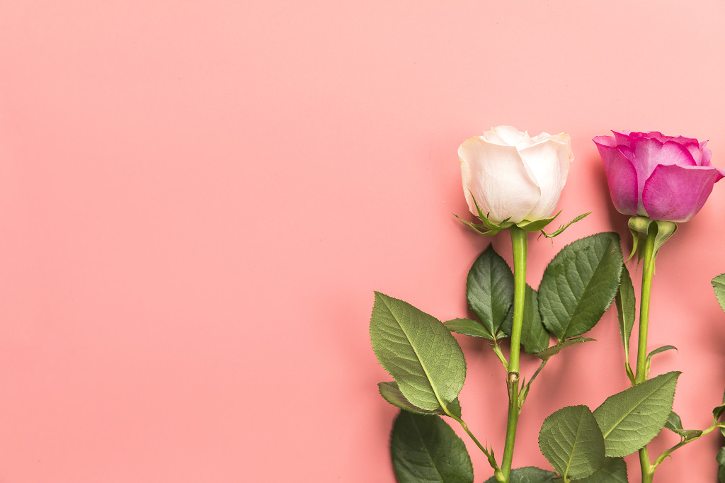 情人节玫瑰背景图片