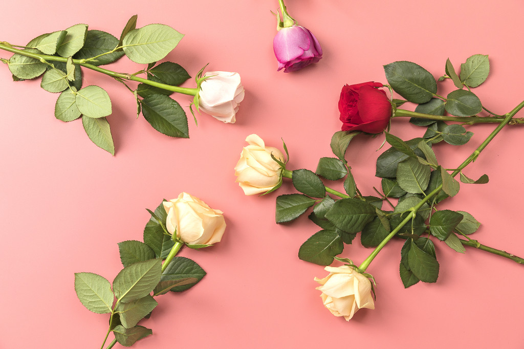 情人节玫瑰花背景图片