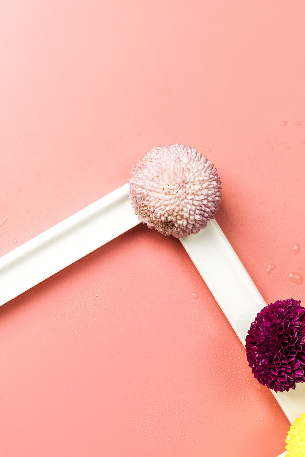 极简小清新紫色绣球花背景图片