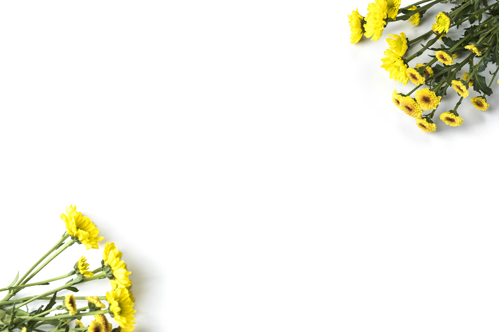 春天鲜花小雏菊背景图片