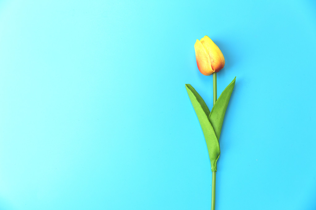 春天鲜花花卉郁金香背景图片