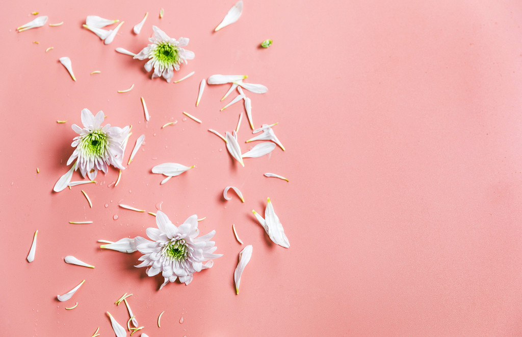 春天鲜花小雏菊背景图片