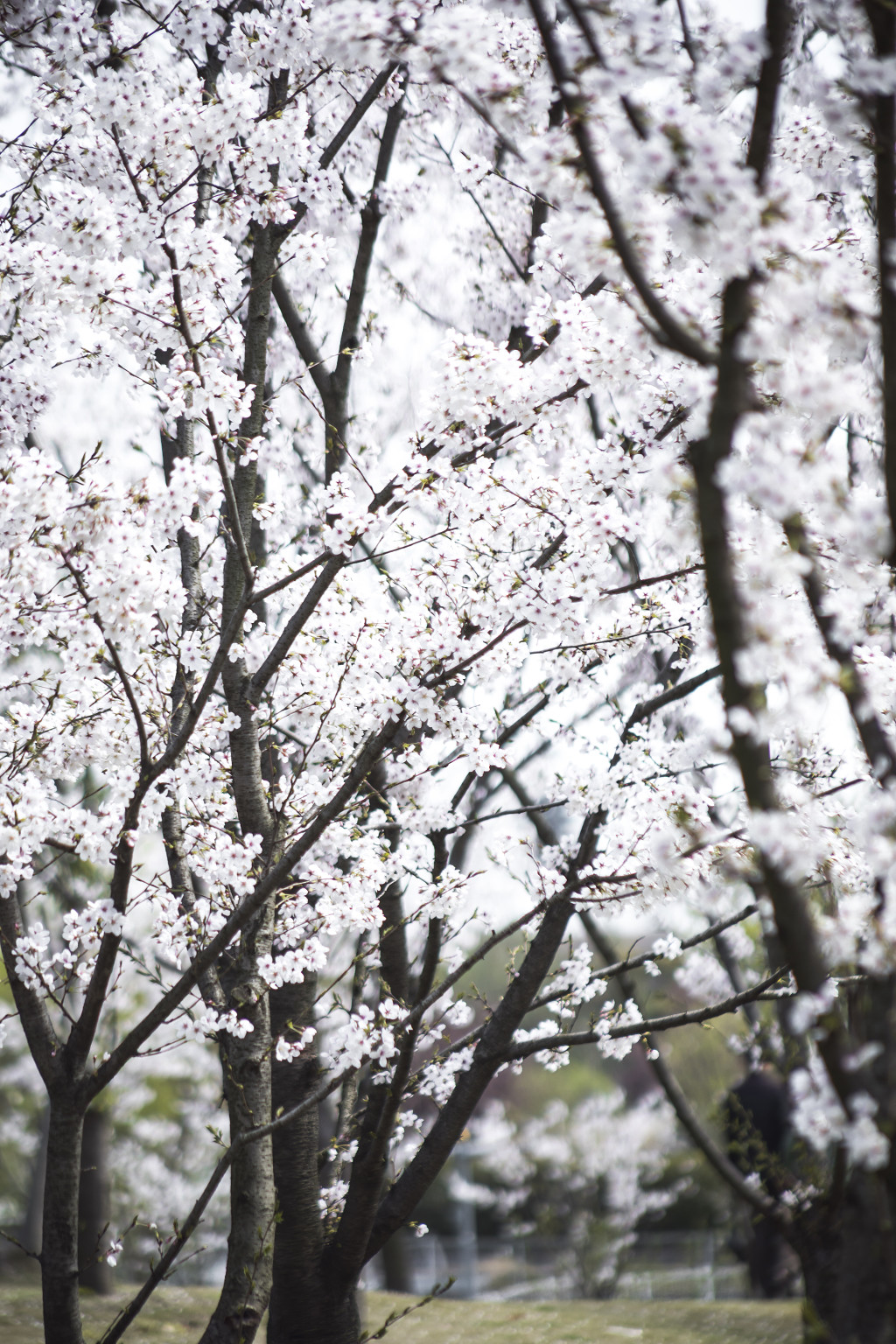 春天校园樱花桃花背景图片