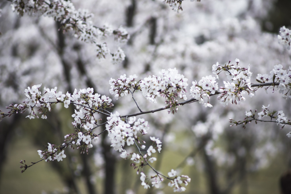 春天校园樱花桃花背景图片
