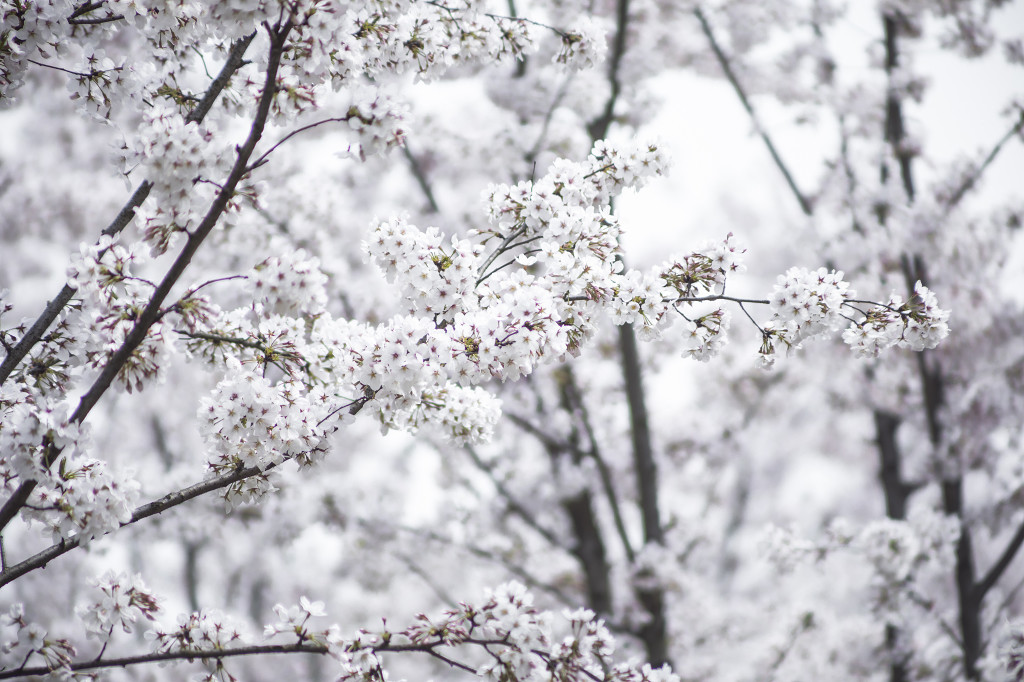 春天校园樱花桃花背景图片