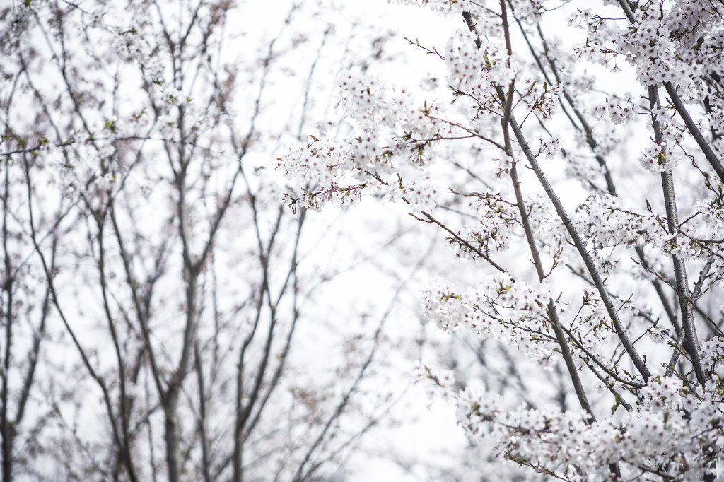 春天校园樱花桃花背景图片