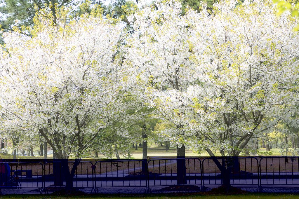 春天校园樱花桃花背景图片