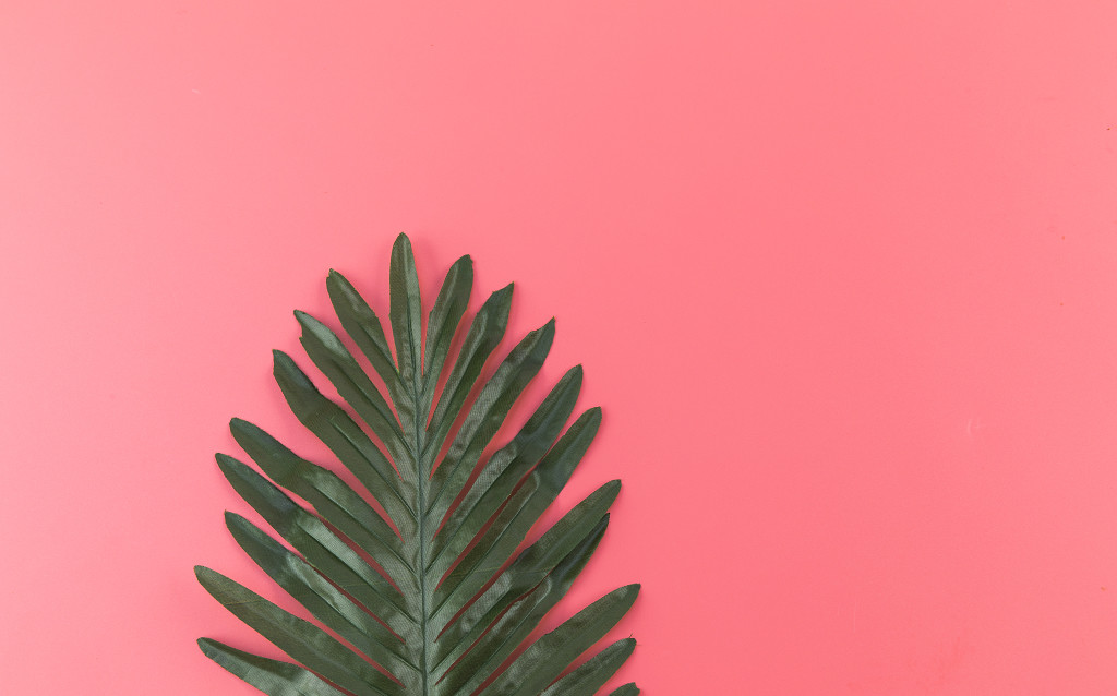 夏日清凉极简植物图片