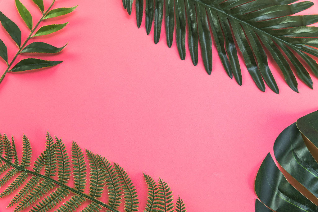 夏日清凉极简植物图片